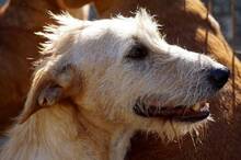 DALLAS, Hund, Mischlingshund in Spanien - Bild 5