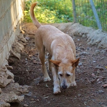 DALLAS, Hund, Mischlingshund in Spanien - Bild 6