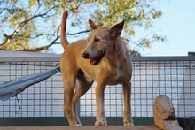 DALLAS, Hund, Mischlingshund in Spanien - Bild 8