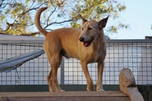 DALLAS, Hund, Mischlingshund in Spanien - Bild 9