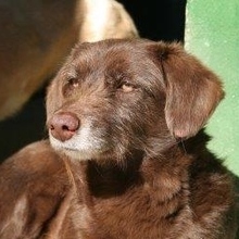 HARDY, Hund, Mischlingshund in Spanien - Bild 1
