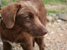 HARDY, Hund, Mischlingshund in Spanien - Bild 10