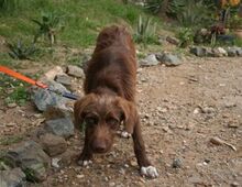 HARDY, Hund, Mischlingshund in Spanien - Bild 11