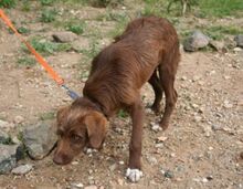 HARDY, Hund, Mischlingshund in Spanien - Bild 12