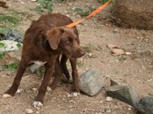 HARDY, Hund, Mischlingshund in Spanien - Bild 13