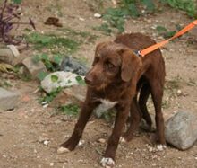 HARDY, Hund, Mischlingshund in Spanien - Bild 14