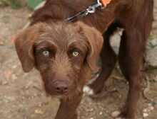 HARDY, Hund, Mischlingshund in Spanien - Bild 15