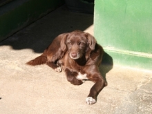 HARDY, Hund, Mischlingshund in Spanien - Bild 2