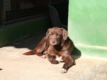 HARDY, Hund, Mischlingshund in Spanien - Bild 3