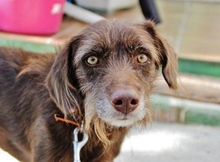 HARDY, Hund, Mischlingshund in Spanien - Bild 4
