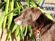 HARDY, Hund, Mischlingshund in Spanien - Bild 5