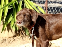 HARDY, Hund, Mischlingshund in Spanien - Bild 6