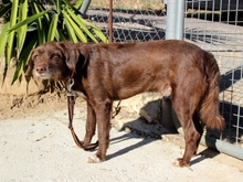 HARDY, Hund, Mischlingshund in Spanien - Bild 7