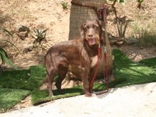HARDY, Hund, Mischlingshund in Spanien - Bild 8