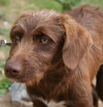 HARDY, Hund, Mischlingshund in Spanien - Bild 9