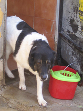 EXKALIBUR, Hund, Mischlingshund in Billigheim-Ingenheim - Bild 13