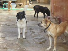 EXKALIBUR, Hund, Mischlingshund in Billigheim-Ingenheim - Bild 15