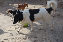 EXKALIBUR, Hund, Mischlingshund in Billigheim-Ingenheim - Bild 17
