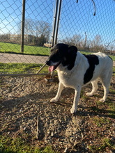 EXKALIBUR, Hund, Mischlingshund in Billigheim-Ingenheim - Bild 22