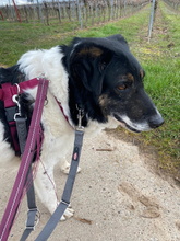 EXKALIBUR, Hund, Mischlingshund in Billigheim-Ingenheim - Bild 23