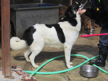 EXKALIBUR, Hund, Mischlingshund in Billigheim-Ingenheim - Bild 3