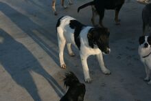 EXKALIBUR, Hund, Mischlingshund in Billigheim-Ingenheim - Bild 8