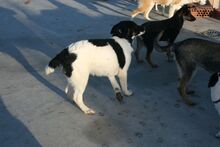 EXKALIBUR, Hund, Mischlingshund in Billigheim-Ingenheim - Bild 9