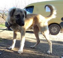 MIKE, Hund, Mischlingshund in Griechenland - Bild 2