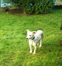 SANDRA, Hund, Mischlingshund in Eschenburg - Bild 6