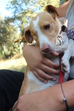 DIDA, Hund, Mischlingshund in Portugal - Bild 10