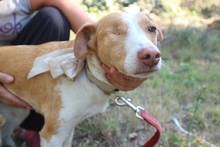 DIDA, Hund, Mischlingshund in Portugal - Bild 13