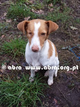 DIDA, Hund, Mischlingshund in Portugal - Bild 4
