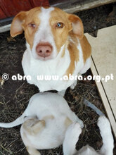 DIDA, Hund, Mischlingshund in Portugal - Bild 5