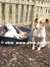 DIDA, Hund, Mischlingshund in Portugal - Bild 6
