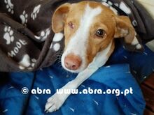 DIDA, Hund, Mischlingshund in Portugal - Bild 7