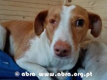 DIDA, Hund, Mischlingshund in Portugal - Bild 8