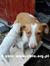 DIDA, Hund, Mischlingshund in Portugal - Bild 9