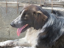 MADDY, Hund, Mischlingshund in Italien - Bild 2