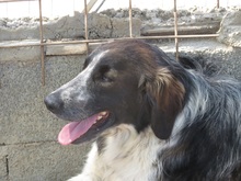 MADDY, Hund, Mischlingshund in Italien - Bild 4