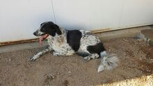 MADDY, Hund, Mischlingshund in Italien - Bild 5
