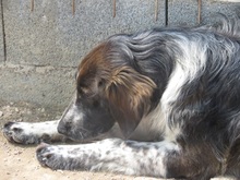 MADDY, Hund, Mischlingshund in Italien - Bild 6
