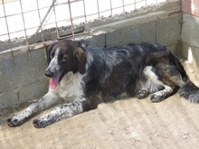 MADDY, Hund, Mischlingshund in Italien - Bild 7
