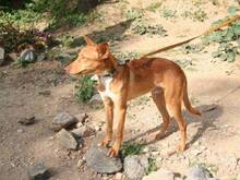 BJORN, Hund, Podenco Andaluz in Spanien - Bild 1