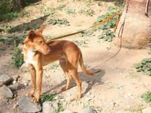 BJORN, Hund, Podenco Andaluz in Spanien - Bild 2