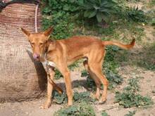 BJORN, Hund, Podenco Andaluz in Spanien - Bild 4