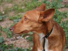 BJORN, Hund, Podenco Andaluz in Spanien - Bild 5