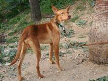 BJORN, Hund, Podenco Andaluz in Spanien - Bild 6