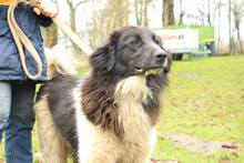 MATO, Hund, Mischlingshund in Fürstenau - Bild 3