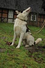 MATO, Hund, Mischlingshund in Fürstenau - Bild 4