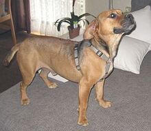 GORKIJ, Hund, Mischlingshund in Issum - Bild 4